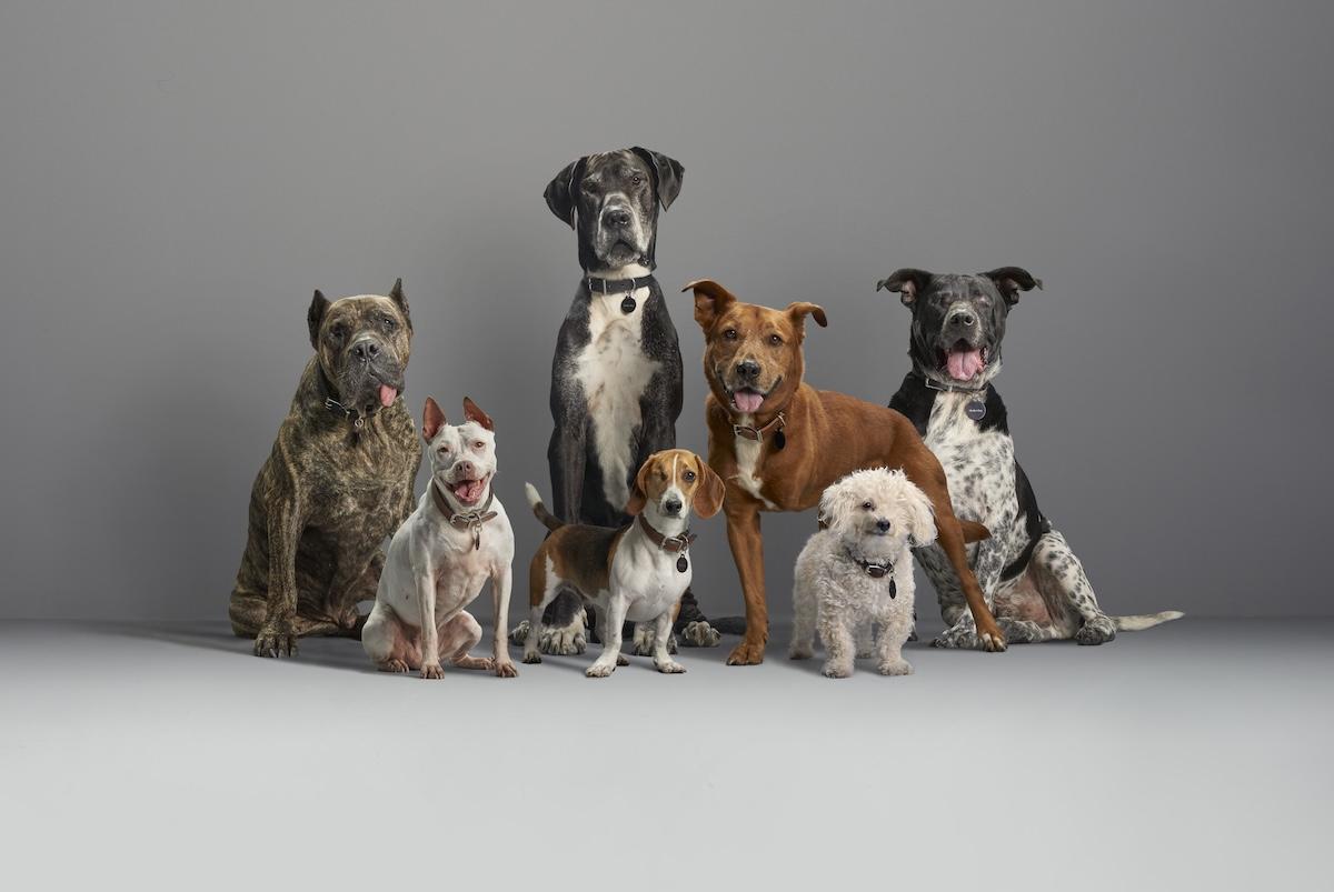 a number of dogs posing together