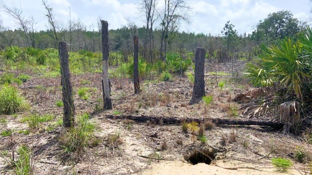 area of cut trees with burrow nearby