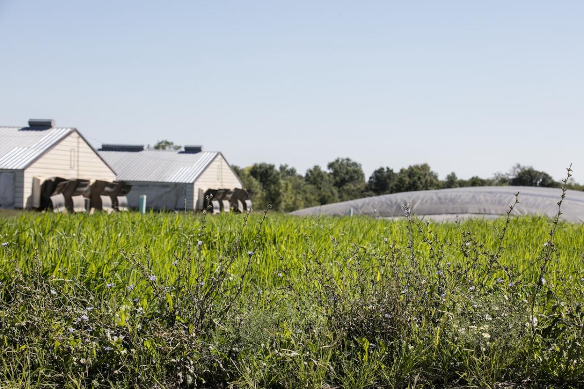 Monarch Bioenergy, the joint venture between Smithfield Foods and Roeslein Alternative Energy, will convert manure from Smithfield’s company-owned hog farms in Missouri into renewable natural gas (RNG). The partnership will also sustainably harvest prairie plants and cover crops to produce additional RNG in Missouri.