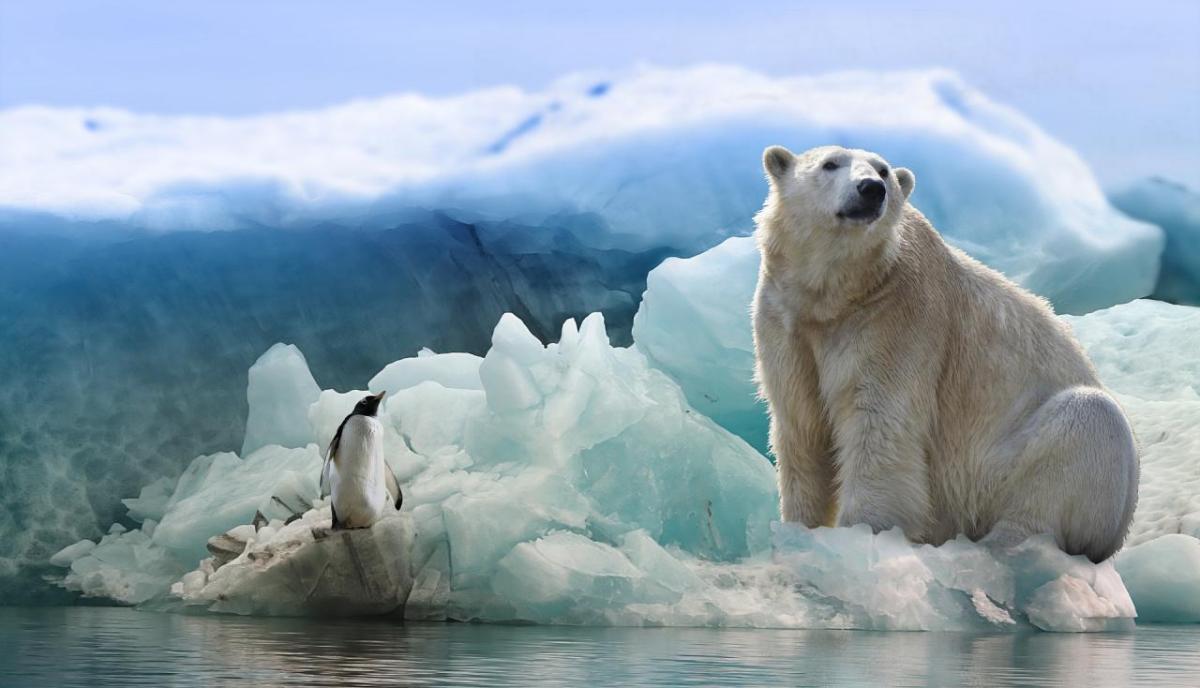 Polar bear sitting on an ice cap