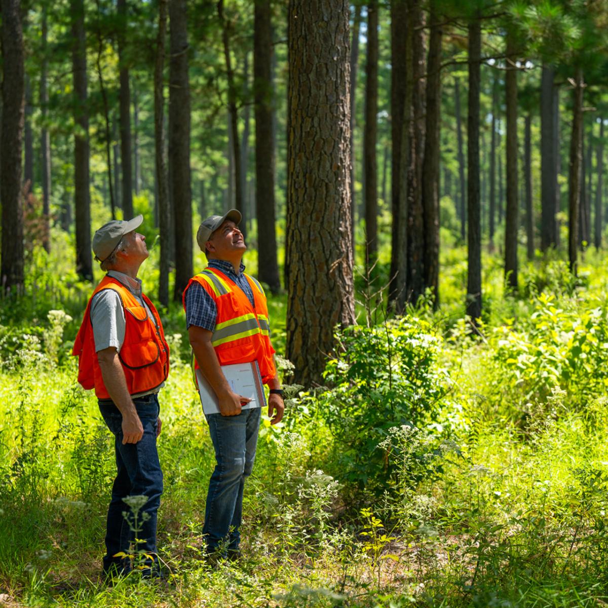 two people standing in a forest