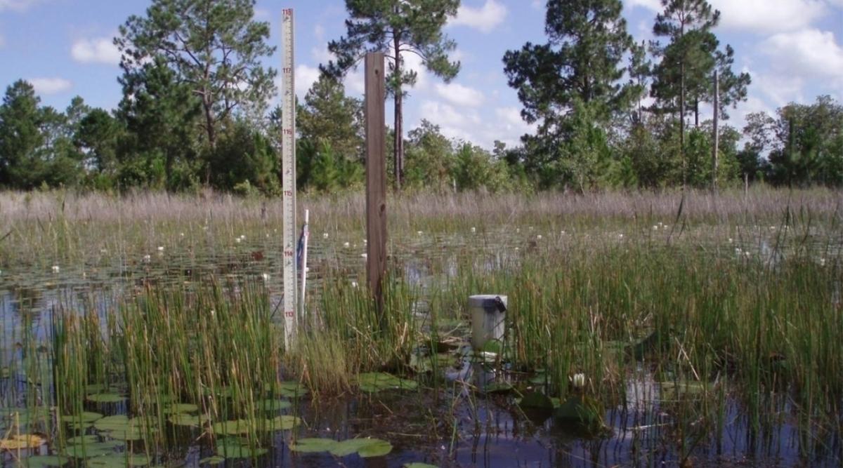 Wetlands 