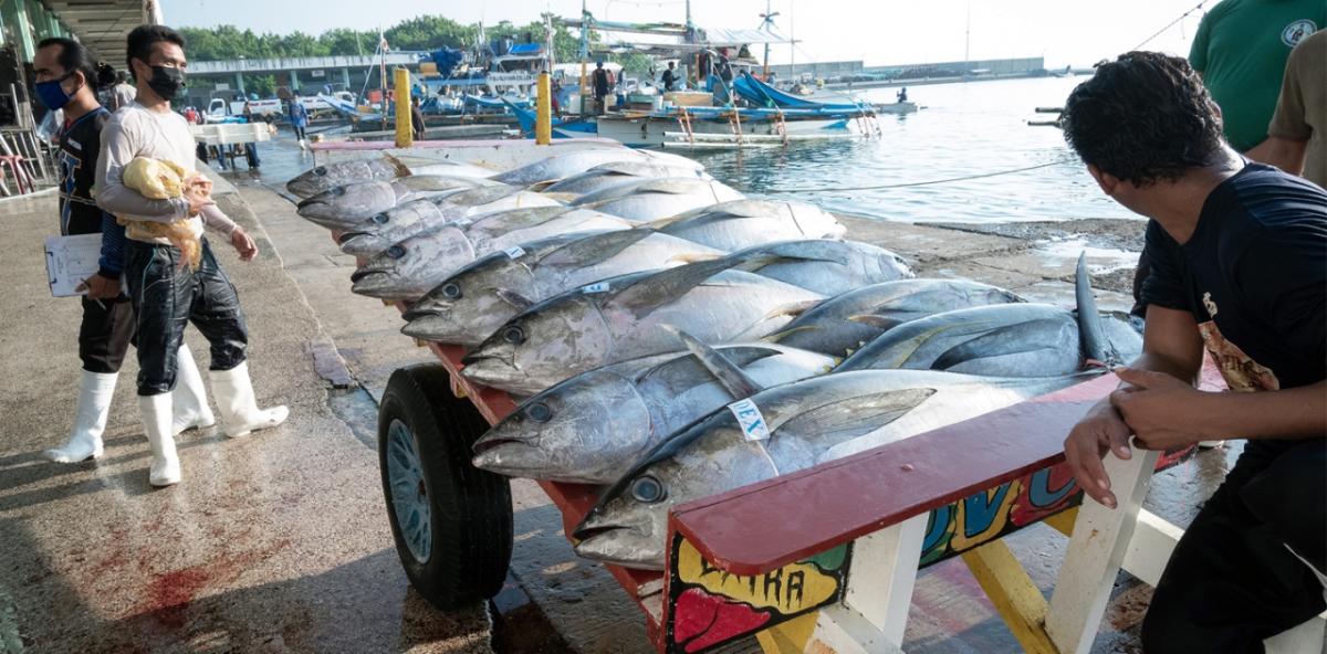 two people in white boots stand near a cart full of large fish on a dock