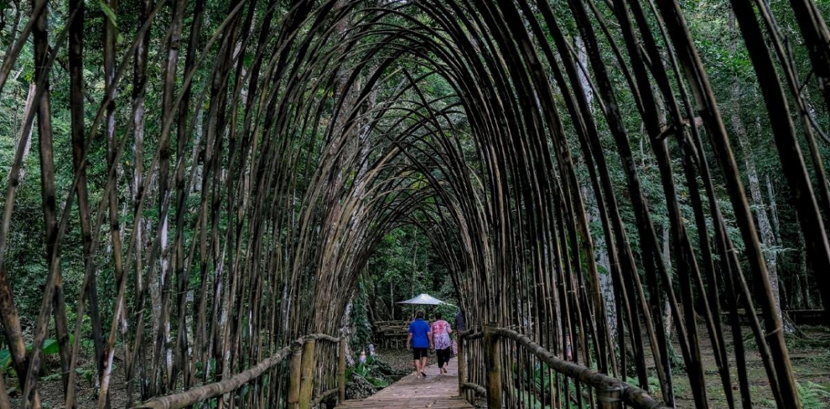 two people holding an umbrella walking through an archway of tall bamboo