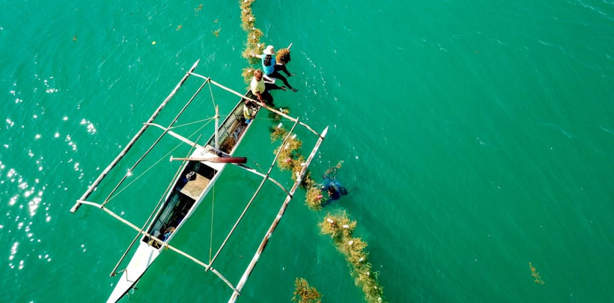 seaweed farmers on a small boat tending a line of seaweed