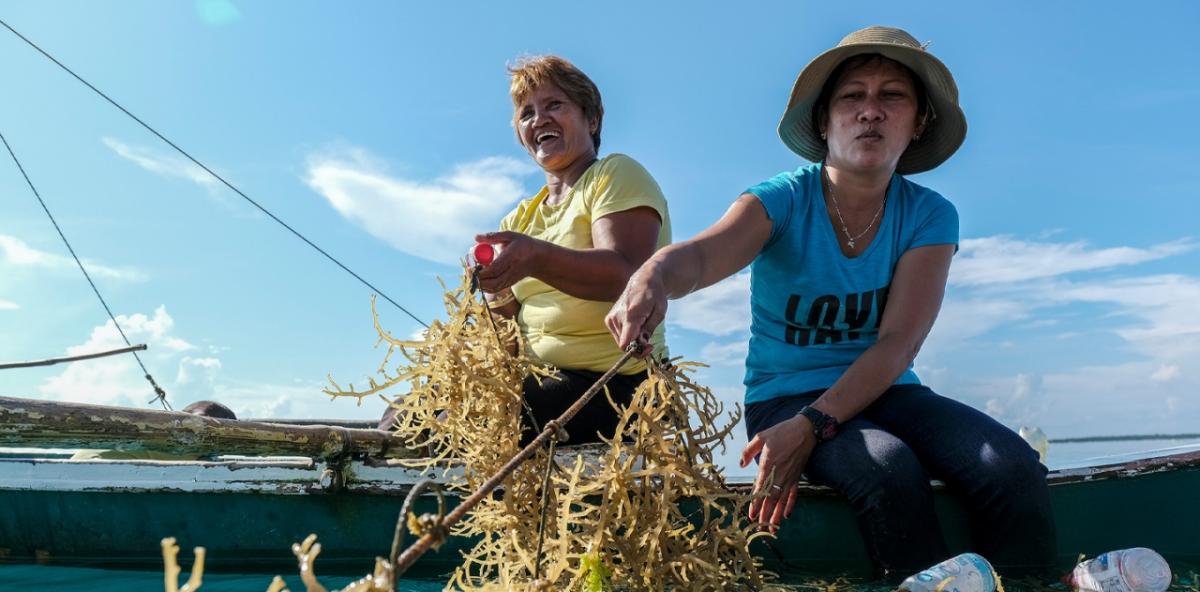 two women harvesting seaweed