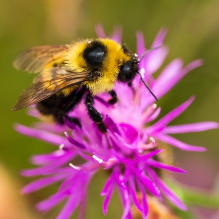 A bumblebee on a bright pink flower