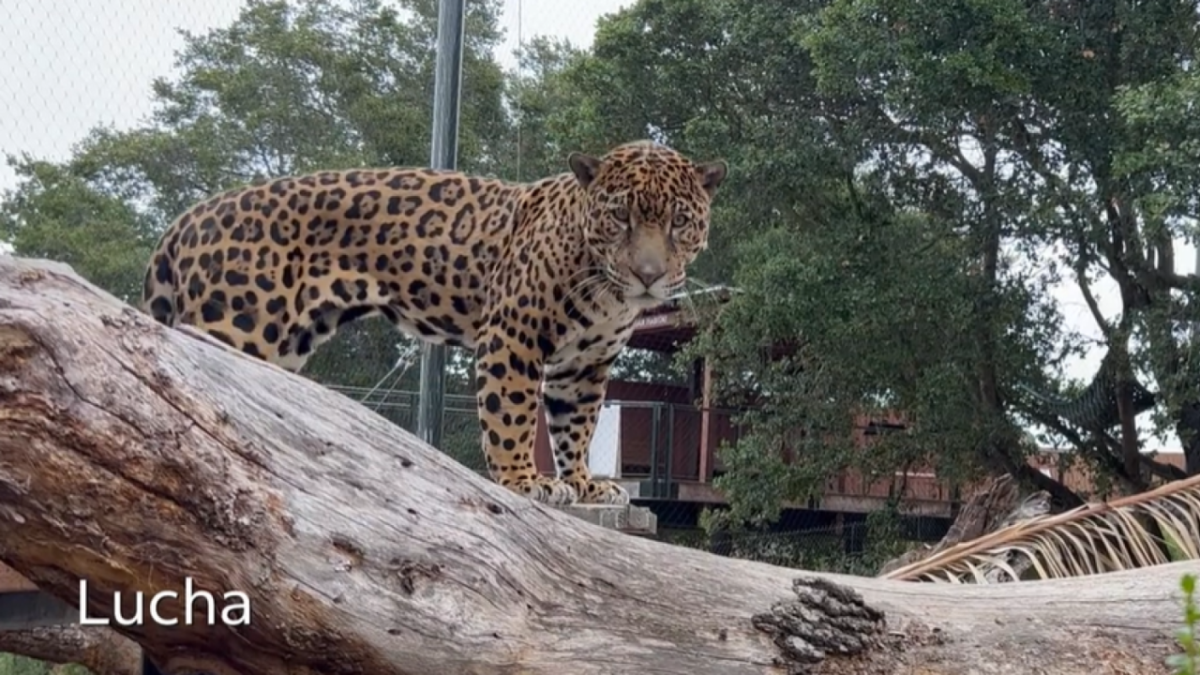 Jaguar named Lucha