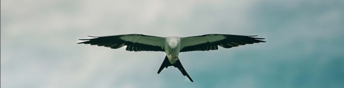 Kite bird in flight.