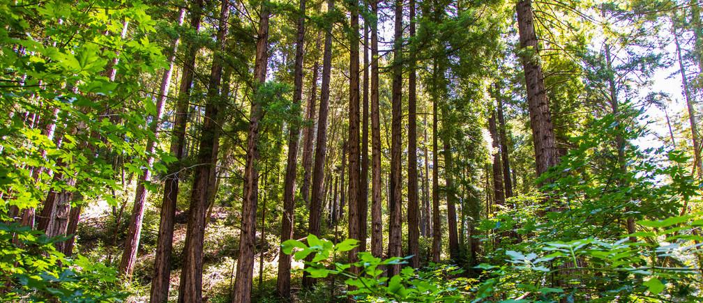 The first ever science-based targets are being established for forest conservation.
