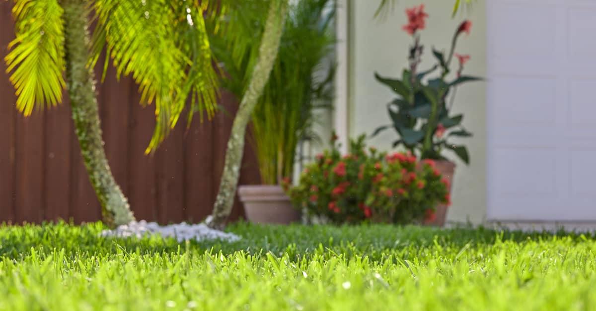 plants and grass