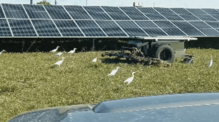A land care robot going down rows of grass between solar panels. Birds surrounding it.