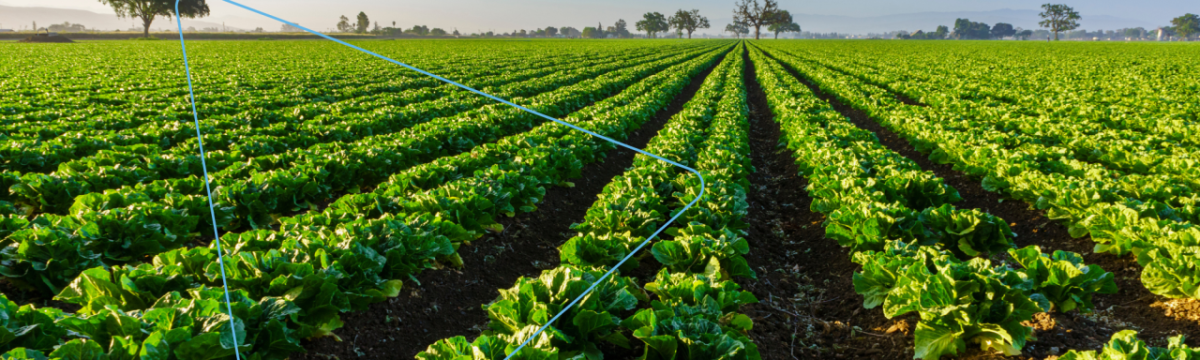 A large field full of rows of growing leafy vegetables.