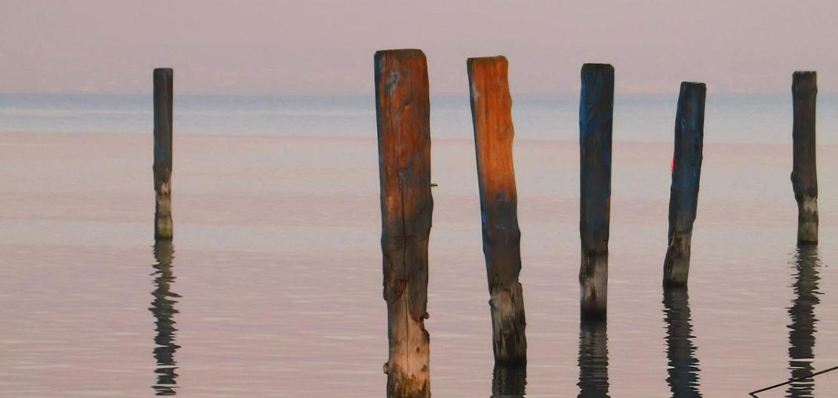 Planks of wood stuck vertically in a body of water.