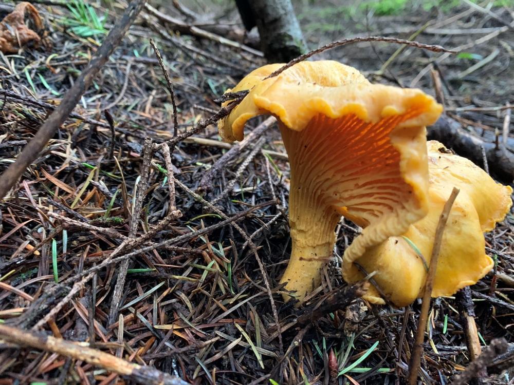 A lobster tail grows in one of our Oregon forests. Commonly referred to as a mushroom, it’s actually a parasitic ascomycete fungus that grows on certain species of mushrooms