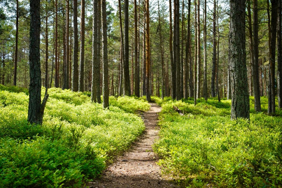 Cascale and Worldly release the  “Navigating Forest, Land, and Agriculture (FLAG) Emissions report