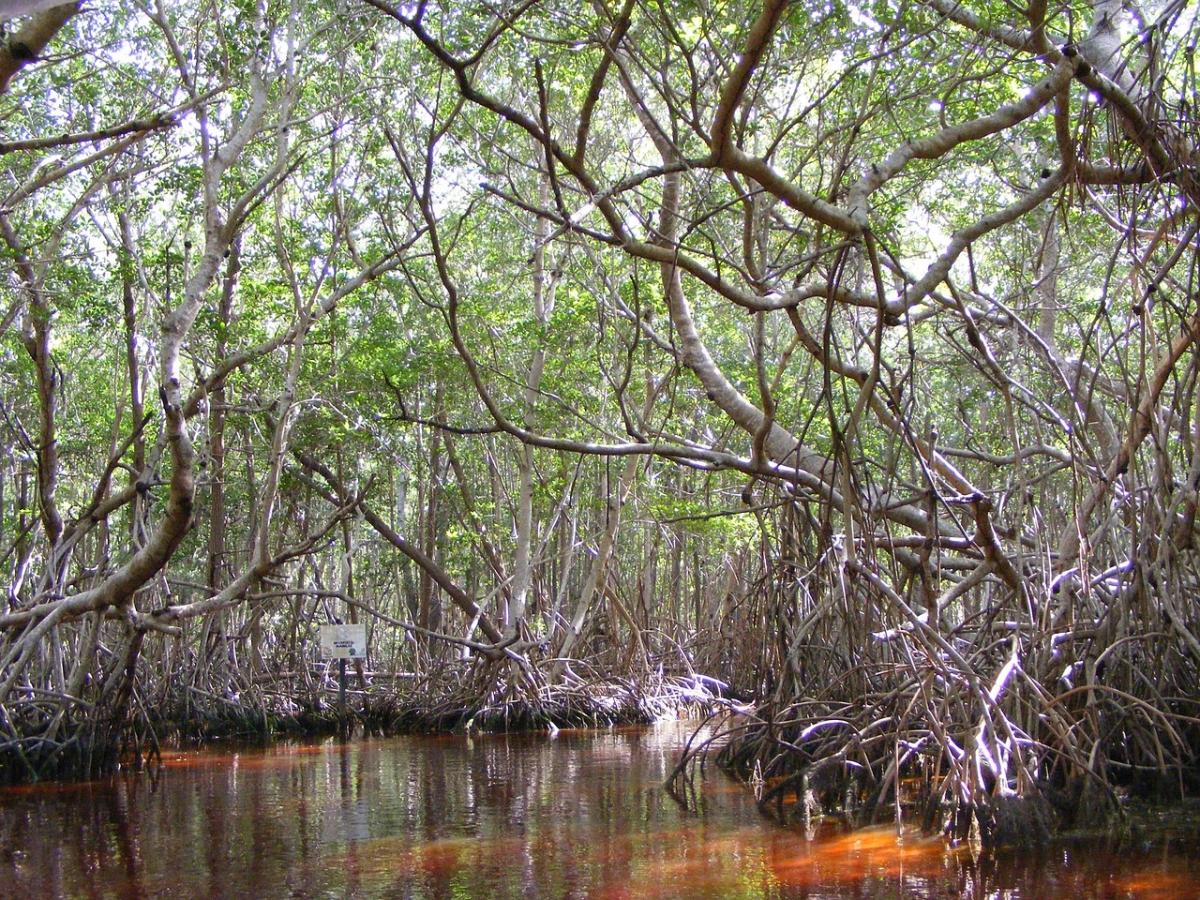 Mangrove in the Yucatan