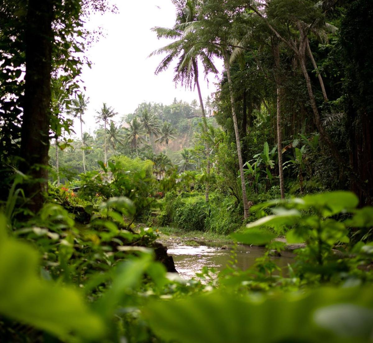 Carbon finance is enabling the long-term protection of the Alto Huayabamba concession by supporting local livelihoods.
