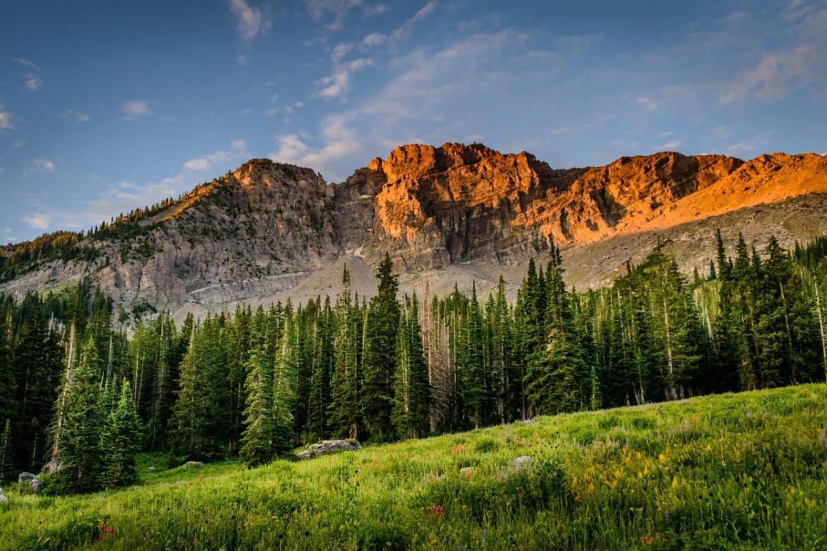 Forest and mountains