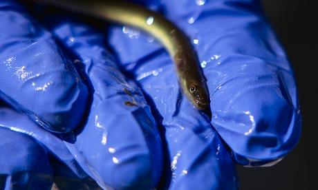 American eel resting in a gloved hand