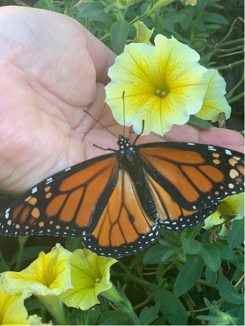 An outstretched hand holding a yellow flower. A butterfly landed in the middle.