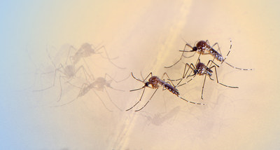 Aedes aegypti mosquitoes