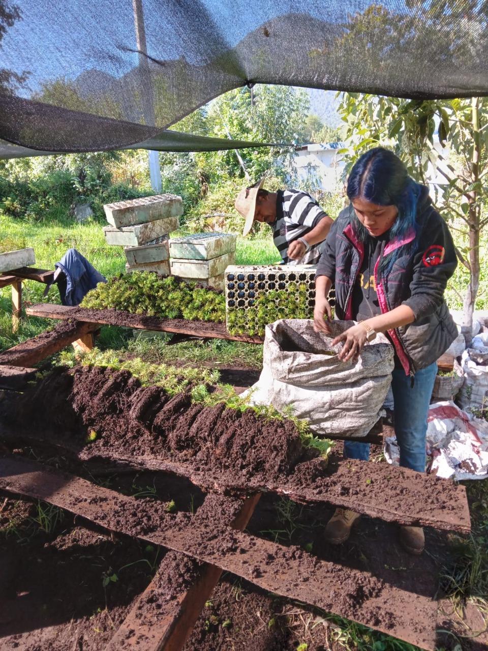 People collecting seedlings from dirt under a canopy outside.