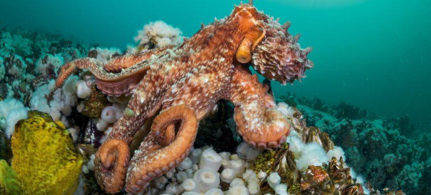 Giant Pacific Octopus, British Columbia (Nat Geo)