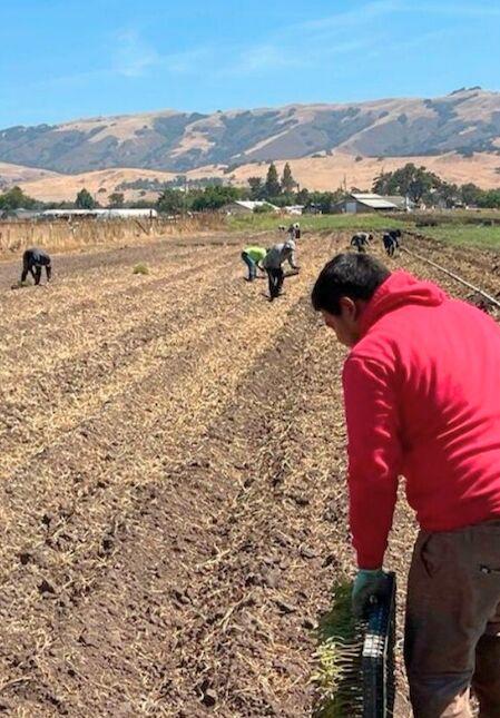 Farm workers in a field
