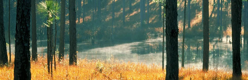 International Paper: One Million Acres of Forestland Conserved Forest