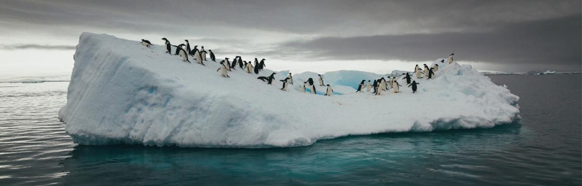 Penguins on ice