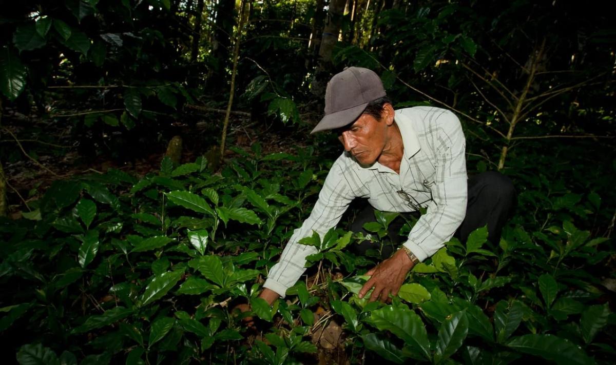 person working with plants