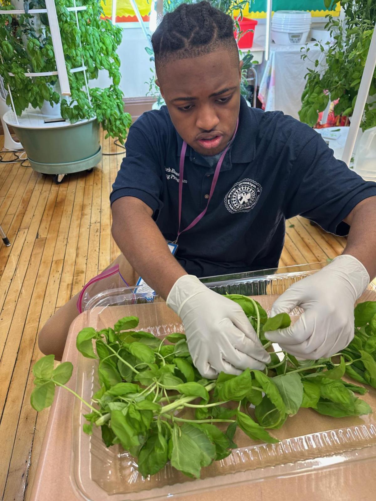 person sorting through greens