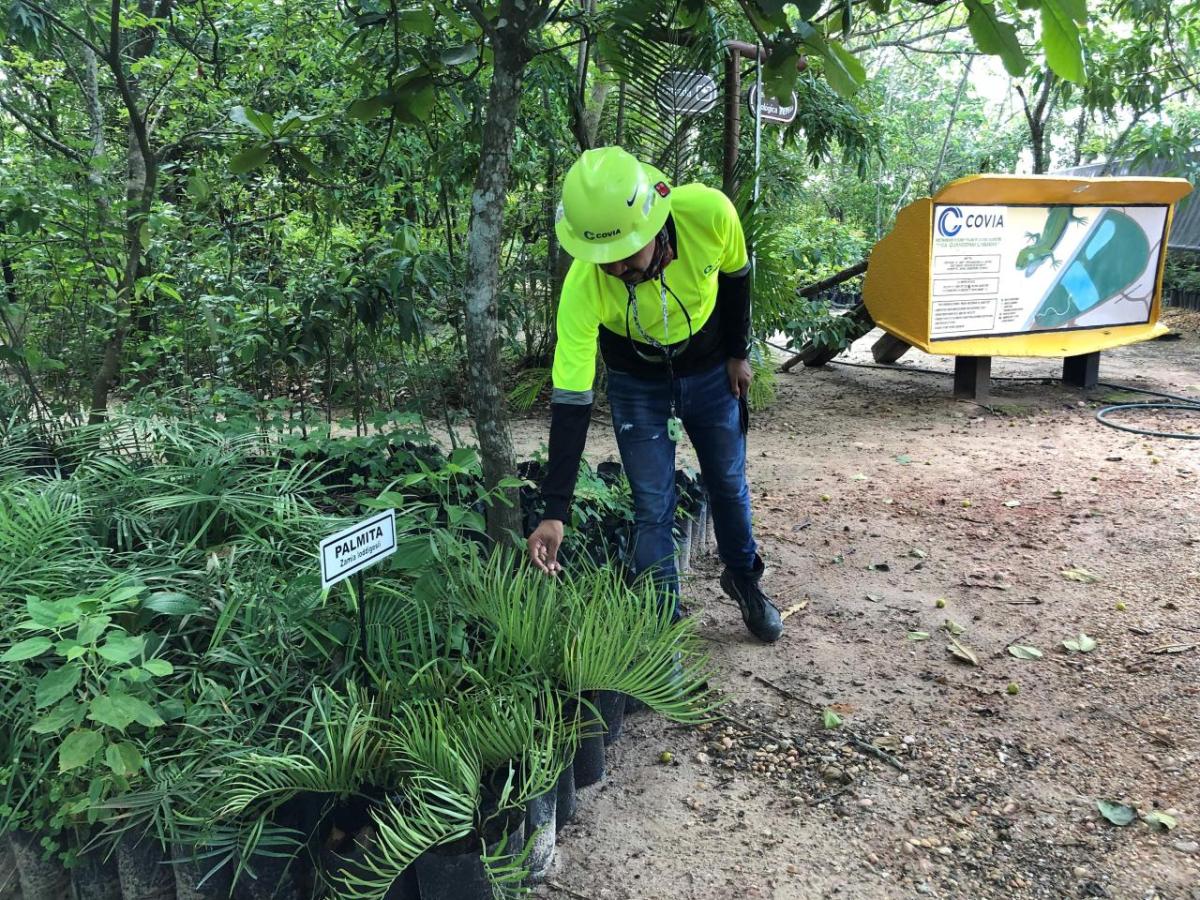 A person in high-vis clothing touching a potted plant on the ground "Palmita" sign near it.