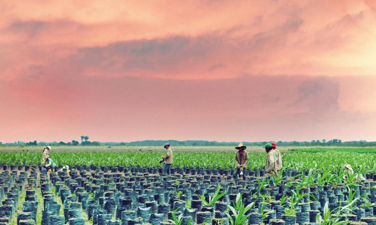 People in a large field filled with small planters each with a plant in it.