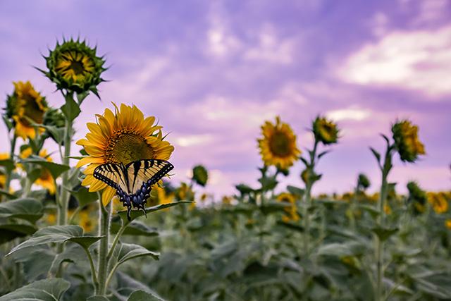 Butterfly on flowers by Tina Morrison