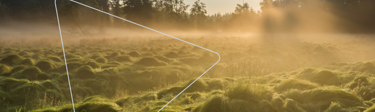 Landscape of a peat bog, light fog above.