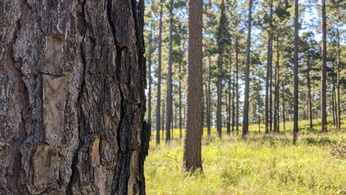 Close up of tree bark and rows of trees behind it