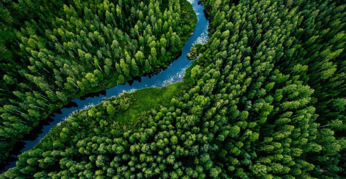 Aerial view of a forest with a river going through