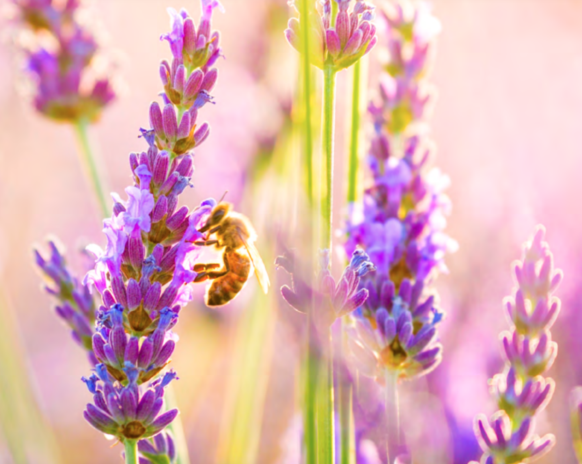 bee on tall purple flowers