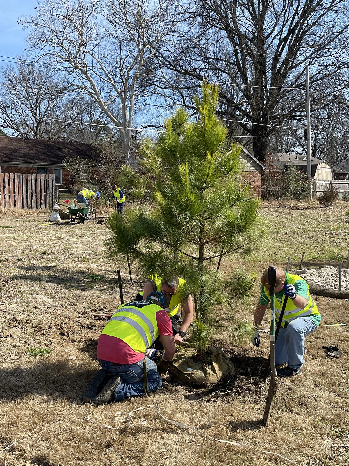 volunteers planting