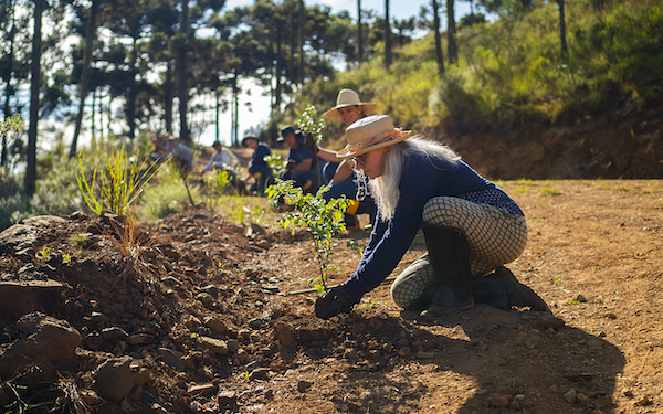 A row of people kneeling on the ground, planting trees.
