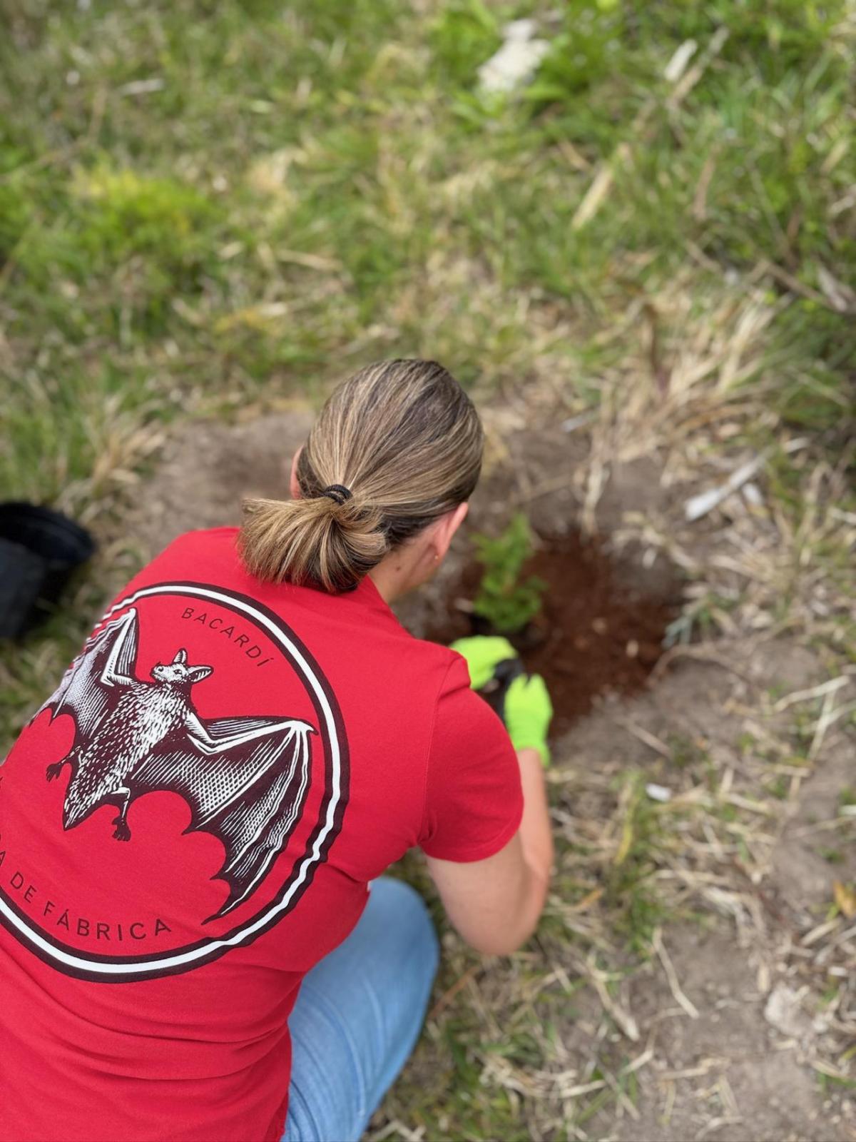 Person in red shirt planting a tree