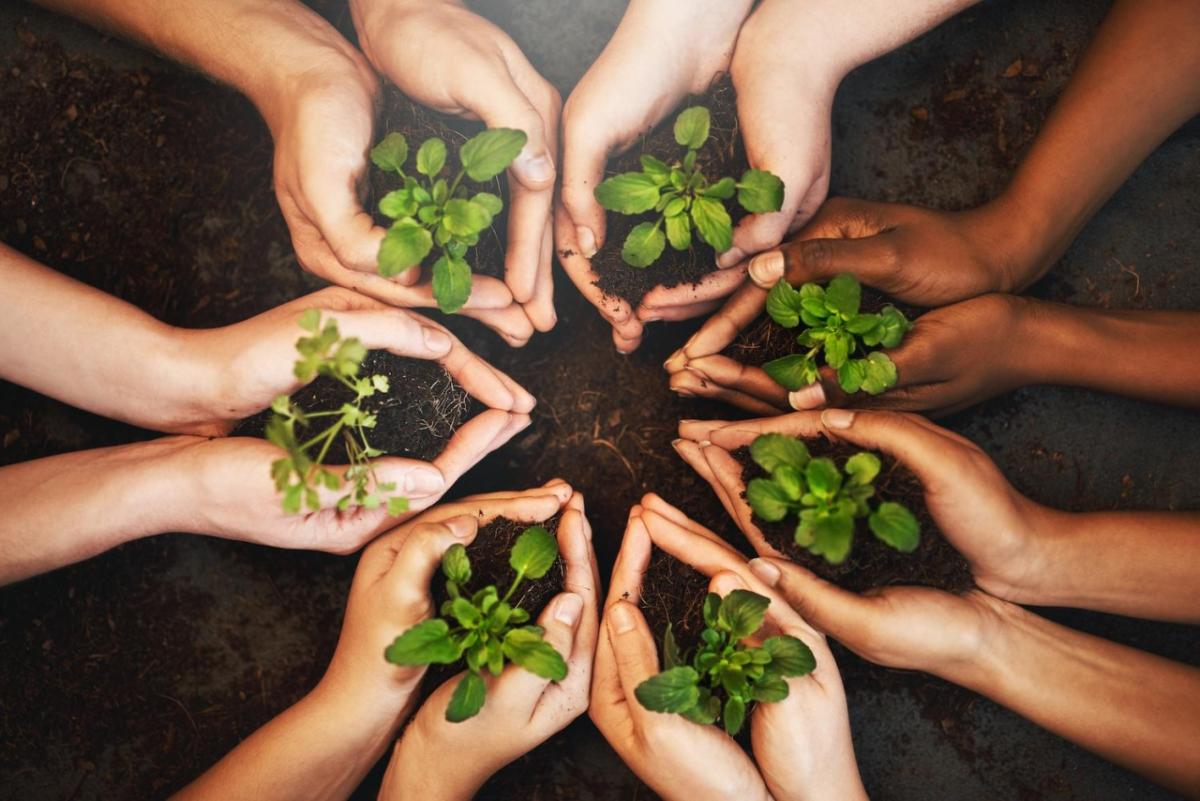 people holding plants