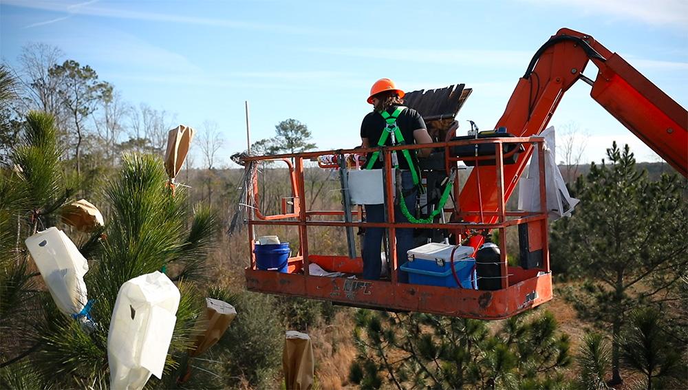 Person in a bucket truck placing pollen bags over pinecones