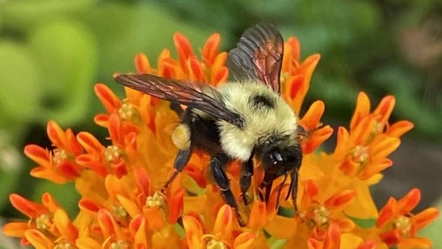 A bee collects pollen from a milkweed plant. " "