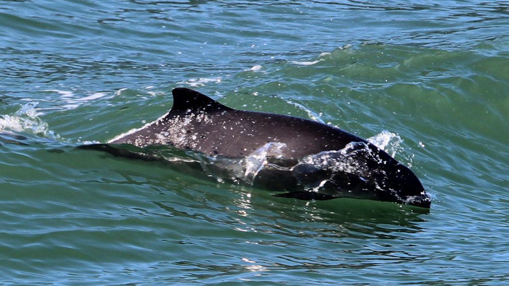 A harbor porpoise riding the wake of a boat in Burrows Pass, Salish Sea.
