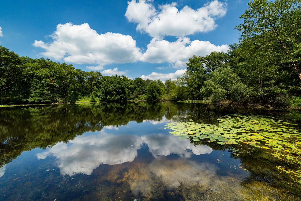 Thriving wetland