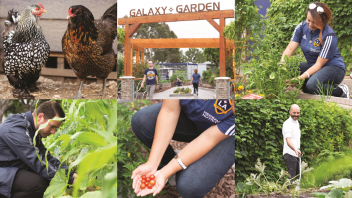 photo collage of growing vegetables and gardening