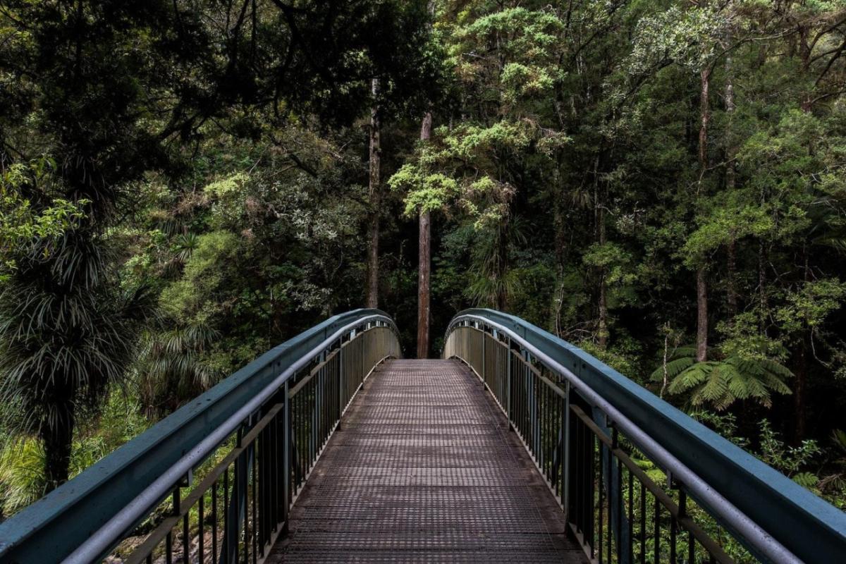 Bridge in the Rainforest